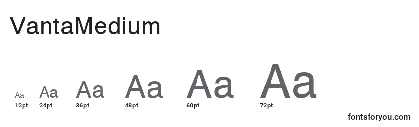 sizes of vantamedium font, vantamedium sizes