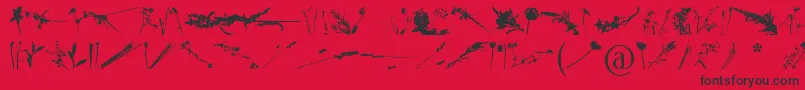 FloralFlush Font – Black Fonts on Red Background