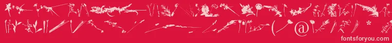 FloralFlush Font – Pink Fonts on Red Background