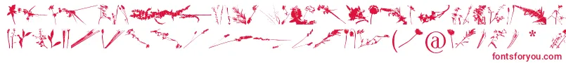 FloralFlush Font – Red Fonts on White Background