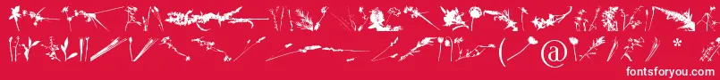 FloralFlush Font – White Fonts on Red Background