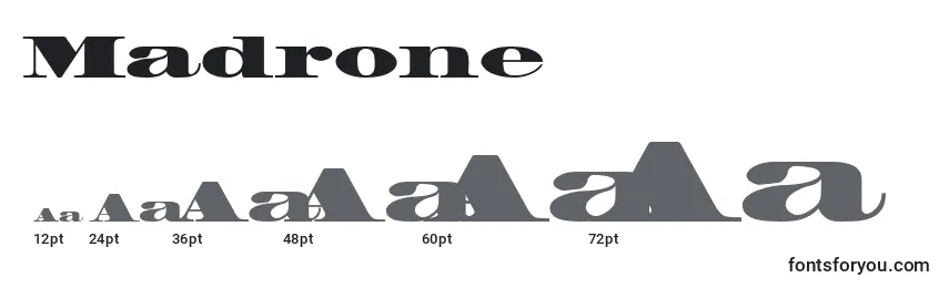 Madrone Font Sizes
