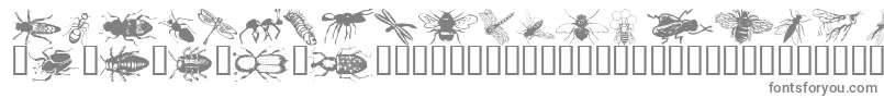 Wminsects1 Font – Gray Fonts on White Background