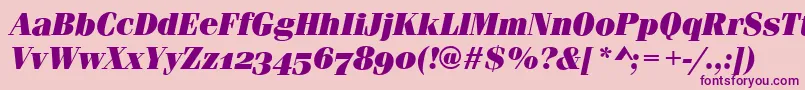 FerraraOsfUltraItalic Font – Purple Fonts on Pink Background