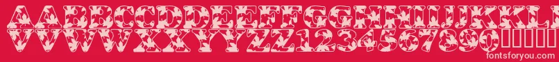 LmsOhCanada Font – Pink Fonts on Red Background
