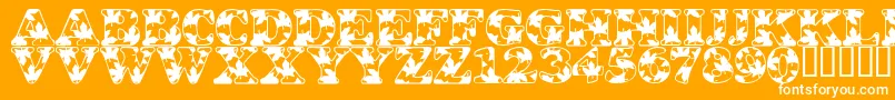 LmsOhCanada Font – White Fonts on Orange Background