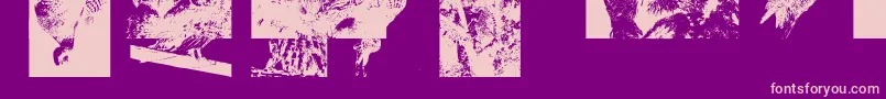 Aparliamentofowls3 Font – Pink Fonts on Purple Background