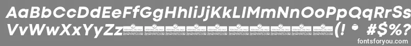 CodecColdExtraboldItalicTrial Font – White Fonts on Gray Background