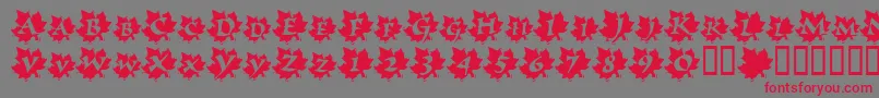 MapleLeafRag Font – Red Fonts on Gray Background