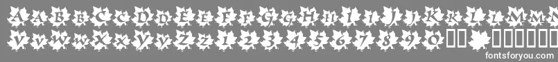 MapleLeafRag Font – White Fonts on Gray Background