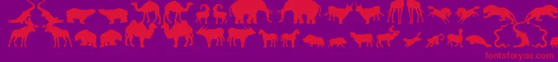 fuente Zoologic – Fuentes Rojas Sobre Fondo Morado