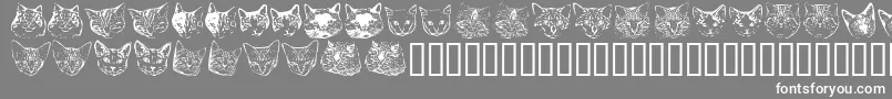 Kittp Font – White Fonts on Gray Background