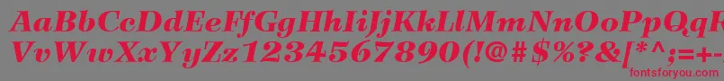 Czcionka WilkeLt96BlackItalic – czerwone czcionki na szarym tle