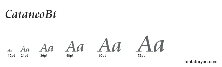 CataneoBt Font Sizes