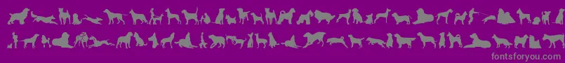 CanDogTfb-Schriftart – Graue Schriften auf violettem Hintergrund