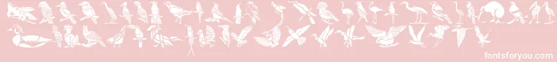 HffBirdStencil Font – White Fonts on Pink Background