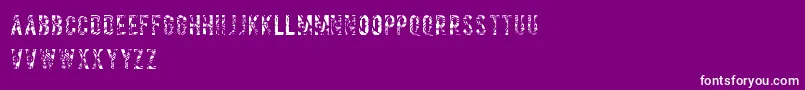 Salvagetype Font – White Fonts on Purple Background