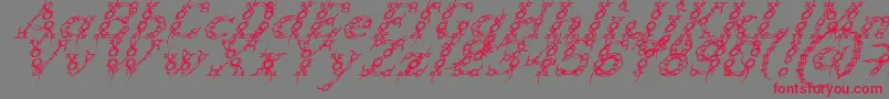 TribouItalic Font – Red Fonts on Gray Background