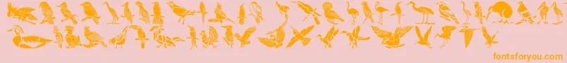 Police HffBirdStencil – polices orange sur fond rose