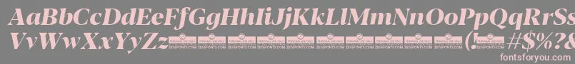 Blacker Display ExtraBold Italic trial Font – Pink Fonts on Gray Background