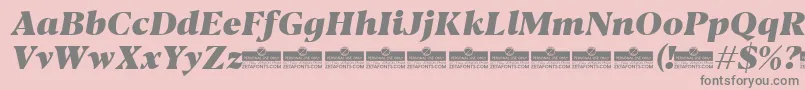 Blacker Text Heavy Italic trial Font – Gray Fonts on Pink Background