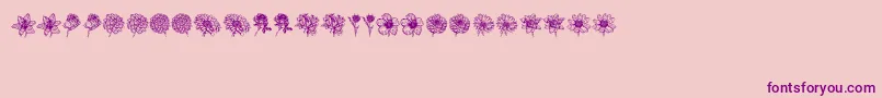 Blumen-fontti – violetit fontit vaaleanpunaisella taustalla