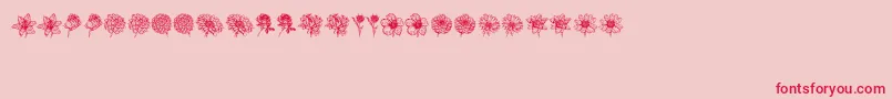 Шрифт Blumen – красные шрифты на розовом фоне
