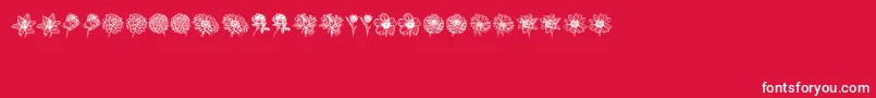 Blumen Font – White Fonts on Red Background