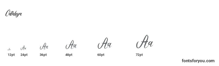 Cataleya Font Sizes