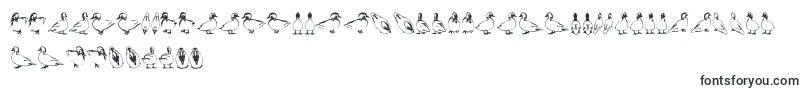 Duck Font – Animal Fonts