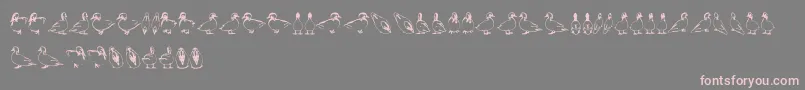 Duck Font – Pink Fonts on Gray Background