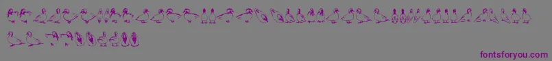 Duck-Schriftart – Violette Schriften auf grauem Hintergrund