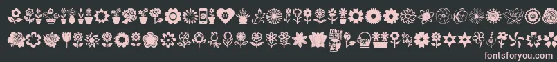 フォントFlower Icons – 黒い背景にピンクのフォント