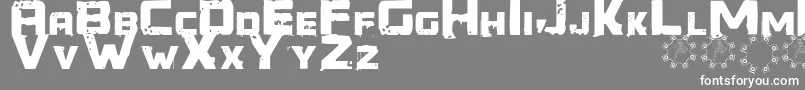 Generator REX Font – White Fonts on Gray Background