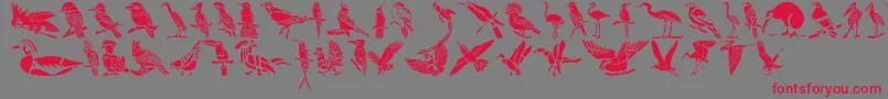 HFF Bird Stencil Font – Red Fonts on Gray Background