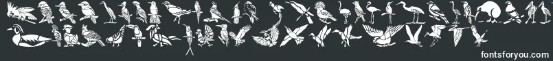 Шрифт HFF Bird Stencil – белые шрифты на чёрном фоне