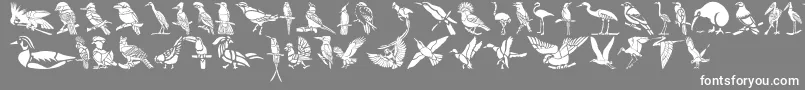 Fonte HFF Bird Stencil – fontes brancas em um fundo cinza