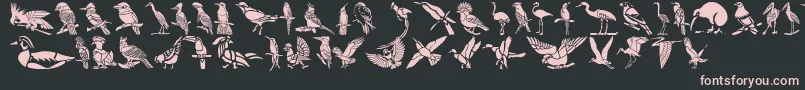 fuente HFF Bird Stencil – Fuentes Rosadas Sobre Fondo Negro