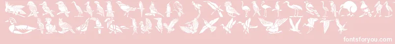 HFF Bird Stencil-Schriftart – Weiße Schriften auf rosa Hintergrund