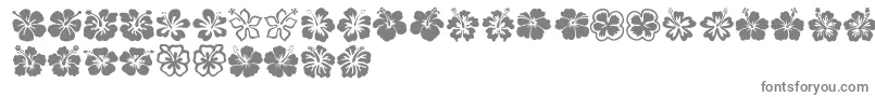 Hibiscus-fontti – harmaat kirjasimet valkoisella taustalla