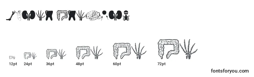 Größen der Schriftart Human Anatomy