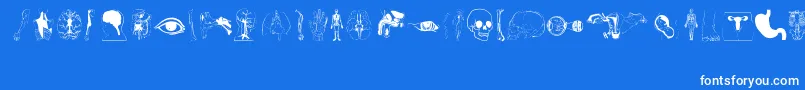 Шрифт Human Body Parts – белые шрифты на синем фоне