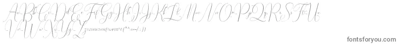 Irlandia Script Font – Gray Fonts on White Background
