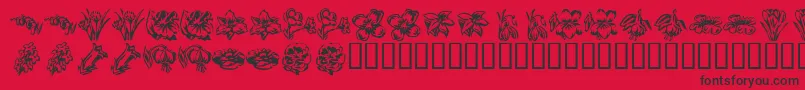 KR Beautiful Flowers 2 Font – Black Fonts on Red Background