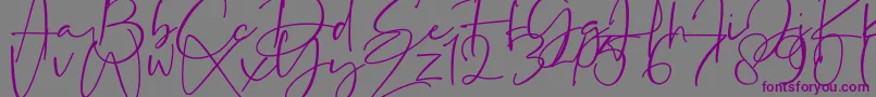 フォントLa Paloma – 紫色のフォント、灰色の背景
