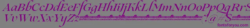 Lovelace Script Medium trial-fontti – violetit fontit harmaalla taustalla