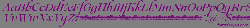 Lovelace Script Medium trial-Schriftart – Violette Schriften auf grauem Hintergrund