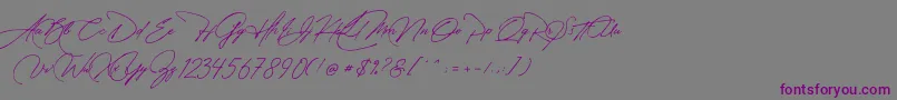 Manchester Signature-Schriftart – Violette Schriften auf grauem Hintergrund