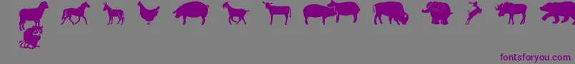 フォントFarmwildanimalsCsp – 紫色のフォント、灰色の背景