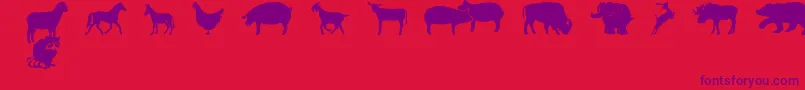 FarmwildanimalsCsp Font – Purple Fonts on Red Background